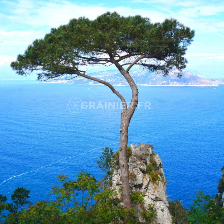 Maritime pine, Landes Pin, Pinus Pinaster image